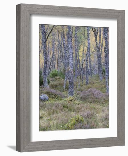 Fall Arriving 3-Doug Chinnery-Framed Photographic Print