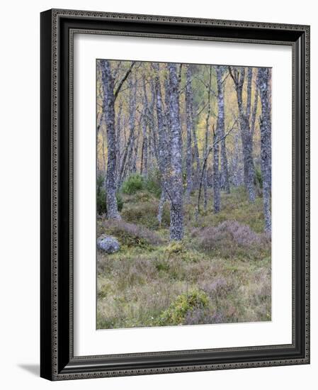 Fall Arriving 3-Doug Chinnery-Framed Photographic Print