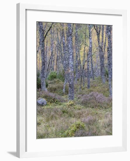 Fall Arriving 3-Doug Chinnery-Framed Photographic Print