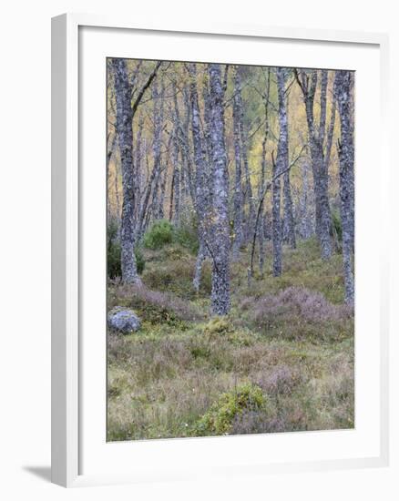 Fall Arriving 3-Doug Chinnery-Framed Photographic Print