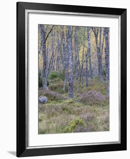 Fall Arriving 3-Doug Chinnery-Framed Photographic Print