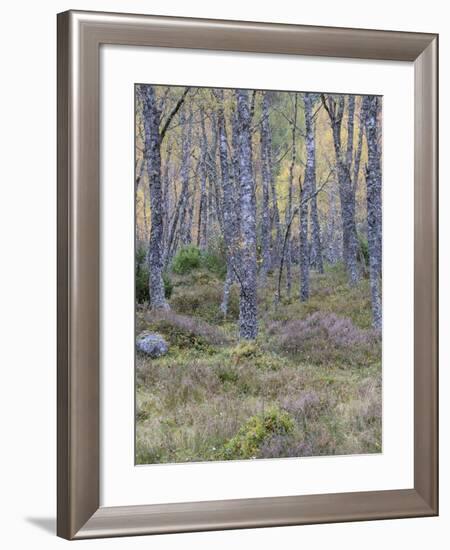 Fall Arriving 3-Doug Chinnery-Framed Photographic Print