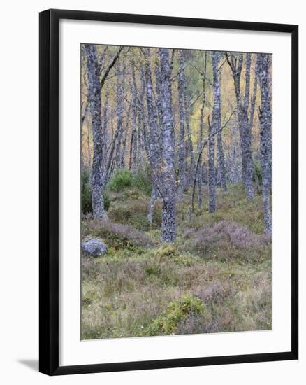 Fall Arriving 3-Doug Chinnery-Framed Photographic Print