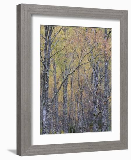 Fall Arriving 4-Doug Chinnery-Framed Photographic Print