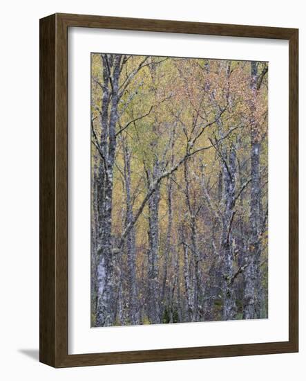 Fall Arriving 4-Doug Chinnery-Framed Photographic Print