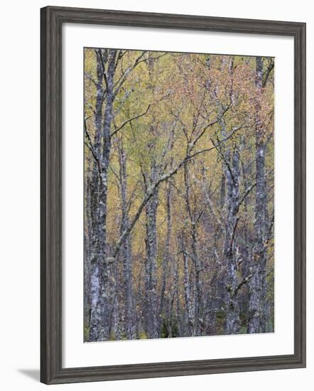 Fall Arriving 4-Doug Chinnery-Framed Photographic Print