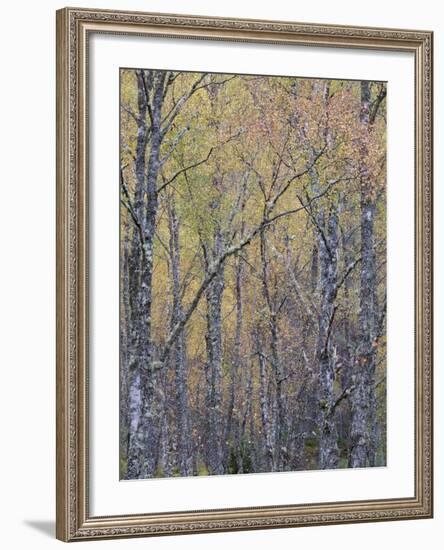 Fall Arriving 4-Doug Chinnery-Framed Photographic Print