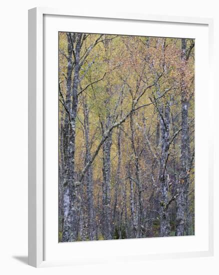 Fall Arriving 4-Doug Chinnery-Framed Photographic Print