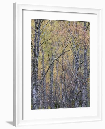 Fall Arriving 4-Doug Chinnery-Framed Photographic Print