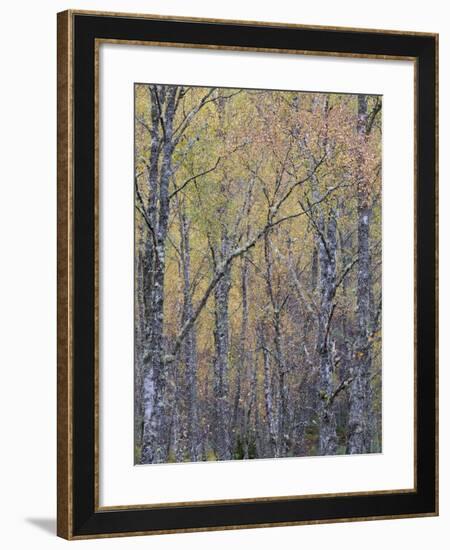 Fall Arriving 4-Doug Chinnery-Framed Photographic Print