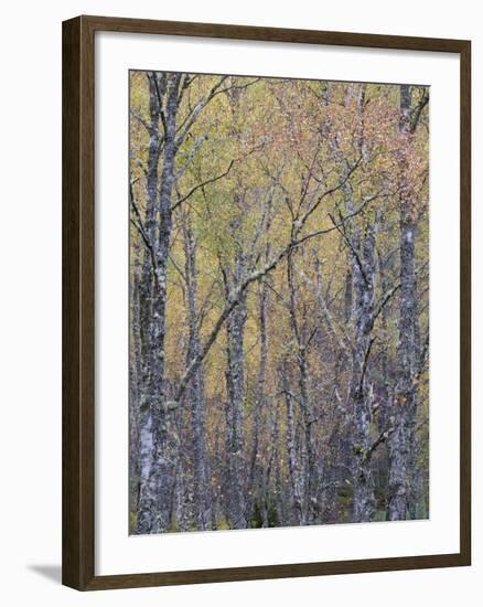 Fall Arriving 4-Doug Chinnery-Framed Photographic Print