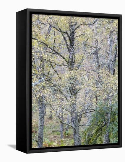 Fall Arriving-Doug Chinnery-Framed Premier Image Canvas