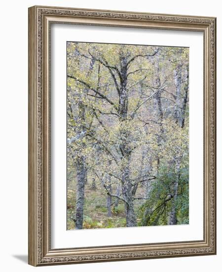 Fall Arriving-Doug Chinnery-Framed Photographic Print