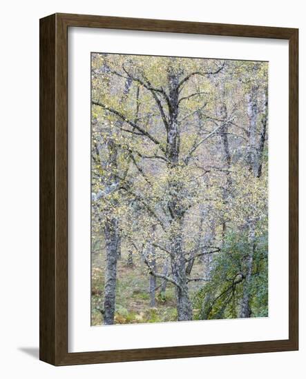 Fall Arriving-Doug Chinnery-Framed Photographic Print