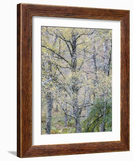 Fall Arriving-Doug Chinnery-Framed Photographic Print