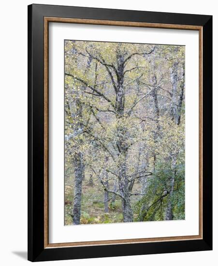 Fall Arriving-Doug Chinnery-Framed Photographic Print