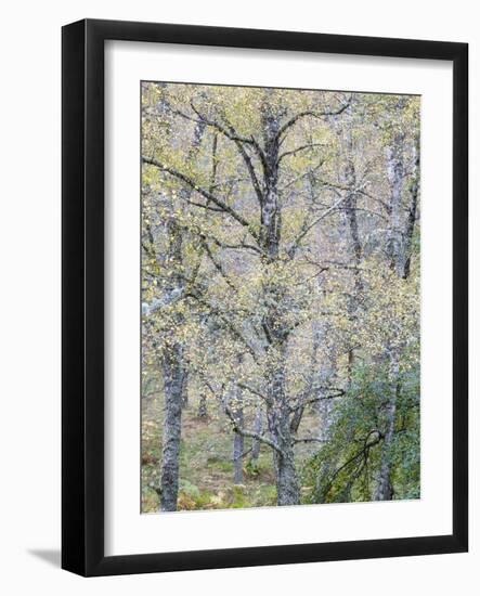 Fall Arriving-Doug Chinnery-Framed Photographic Print