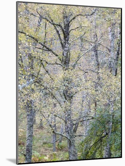 Fall Arriving-Doug Chinnery-Mounted Photographic Print