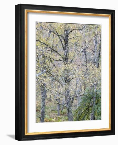 Fall Arriving-Doug Chinnery-Framed Photographic Print