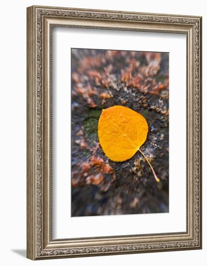 Fall aspen leaf detail, Inyo National Forest, Sierra Nevada Mountains, California, USA.-Russ Bishop-Framed Photographic Print