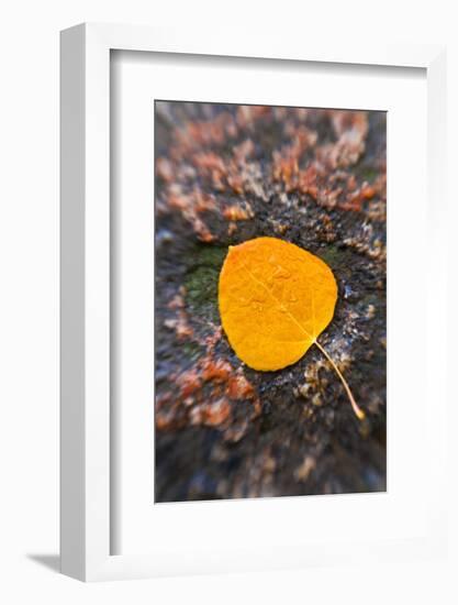 Fall aspen leaf detail, Inyo National Forest, Sierra Nevada Mountains, California, USA.-Russ Bishop-Framed Photographic Print