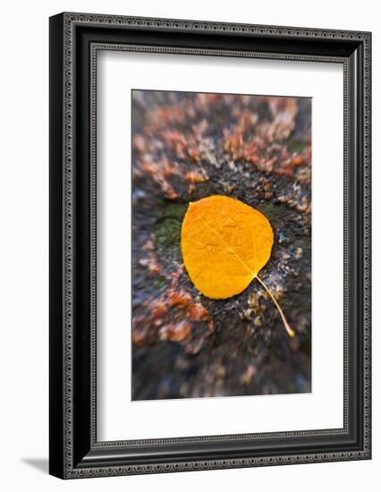 Fall aspen leaf detail, Inyo National Forest, Sierra Nevada Mountains, California, USA.-Russ Bishop-Framed Photographic Print