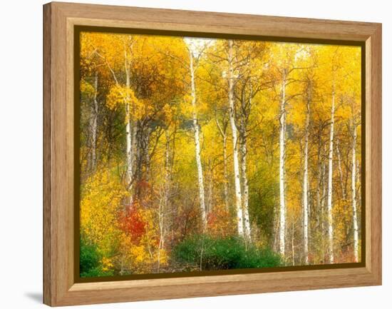 Fall Aspen Trees along Highway 2, Washington, USA-Janell Davidson-Framed Premier Image Canvas