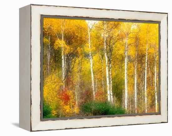 Fall Aspen Trees along Highway 2, Washington, USA-Janell Davidson-Framed Premier Image Canvas