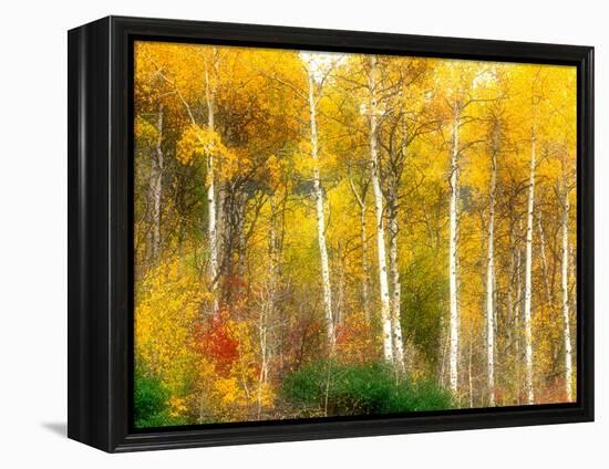 Fall Aspen Trees along Highway 2, Washington, USA-Janell Davidson-Framed Premier Image Canvas