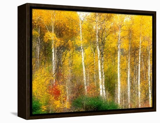 Fall Aspen Trees along Highway 2, Washington, USA-Janell Davidson-Framed Premier Image Canvas