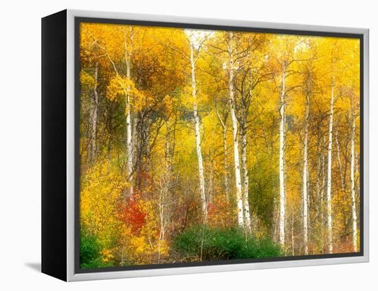 Fall Aspen Trees along Highway 2, Washington, USA-Janell Davidson-Framed Premier Image Canvas