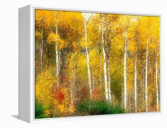 Fall Aspen Trees along Highway 2, Washington, USA-Janell Davidson-Framed Premier Image Canvas
