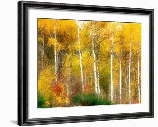 Fall Aspen Trees along Highway 2, Washington, USA-Janell Davidson-Framed Photographic Print