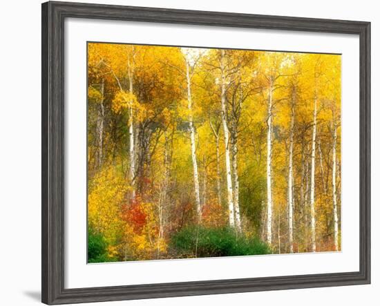 Fall Aspen Trees along Highway 2, Washington, USA-Janell Davidson-Framed Photographic Print
