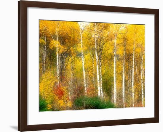 Fall Aspen Trees along Highway 2, Washington, USA-Janell Davidson-Framed Photographic Print