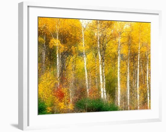 Fall Aspen Trees along Highway 2, Washington, USA-Janell Davidson-Framed Photographic Print