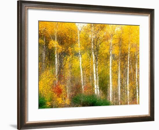 Fall Aspen Trees along Highway 2, Washington, USA-Janell Davidson-Framed Photographic Print