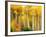 Fall Aspen Trees along Highway 2, Washington, USA-Janell Davidson-Framed Photographic Print