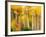 Fall Aspen Trees along Highway 2, Washington, USA-Janell Davidson-Framed Photographic Print