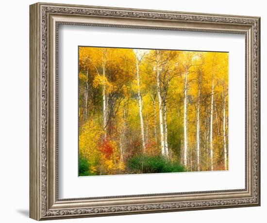 Fall Aspen Trees along Highway 2, Washington, USA-Janell Davidson-Framed Photographic Print