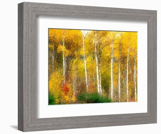 Fall Aspen Trees along Highway 2, Washington, USA-Janell Davidson-Framed Photographic Print