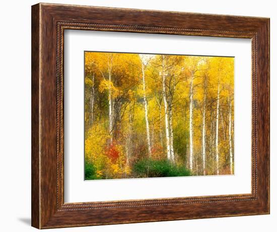 Fall Aspen Trees along Highway 2, Washington, USA-Janell Davidson-Framed Photographic Print