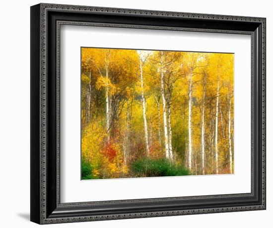 Fall Aspen Trees along Highway 2, Washington, USA-Janell Davidson-Framed Photographic Print