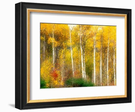 Fall Aspen Trees along Highway 2, Washington, USA-Janell Davidson-Framed Photographic Print