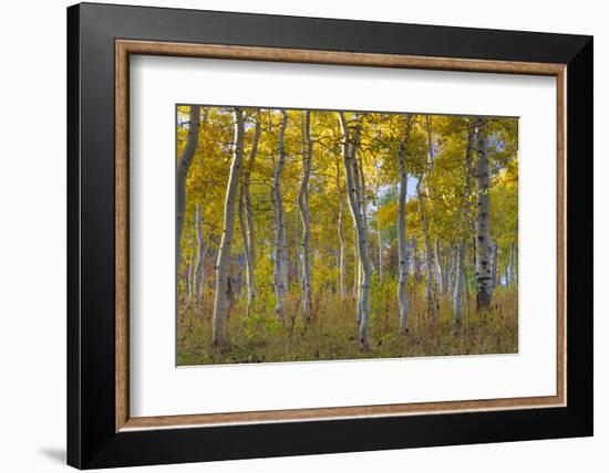 Fall Aspen Trees Along Skyline Drive. Utah, Manti-La Sal National Forest-Jaynes Gallery-Framed Photographic Print