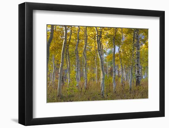 Fall Aspen Trees Along Skyline Drive. Utah, Manti-La Sal National Forest-Jaynes Gallery-Framed Photographic Print