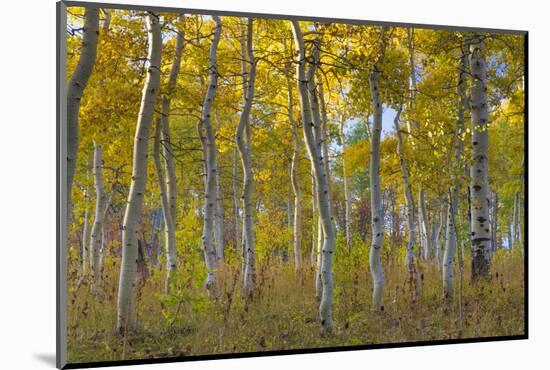 Fall Aspen Trees Along Skyline Drive. Utah, Manti-La Sal National Forest-Jaynes Gallery-Mounted Photographic Print