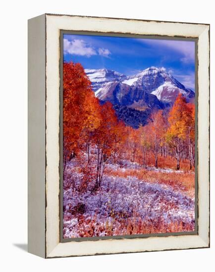 Fall Aspen Trees and Early Snow, Timpanogos, Wasatch Mountains, Utah, USA-Howie Garber-Framed Premier Image Canvas