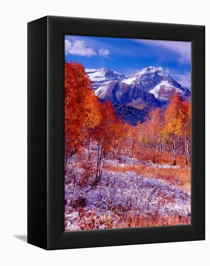 Fall Aspen Trees and Early Snow, Timpanogos, Wasatch Mountains, Utah, USA-Howie Garber-Framed Premier Image Canvas