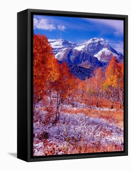 Fall Aspen Trees and Early Snow, Timpanogos, Wasatch Mountains, Utah, USA-Howie Garber-Framed Premier Image Canvas